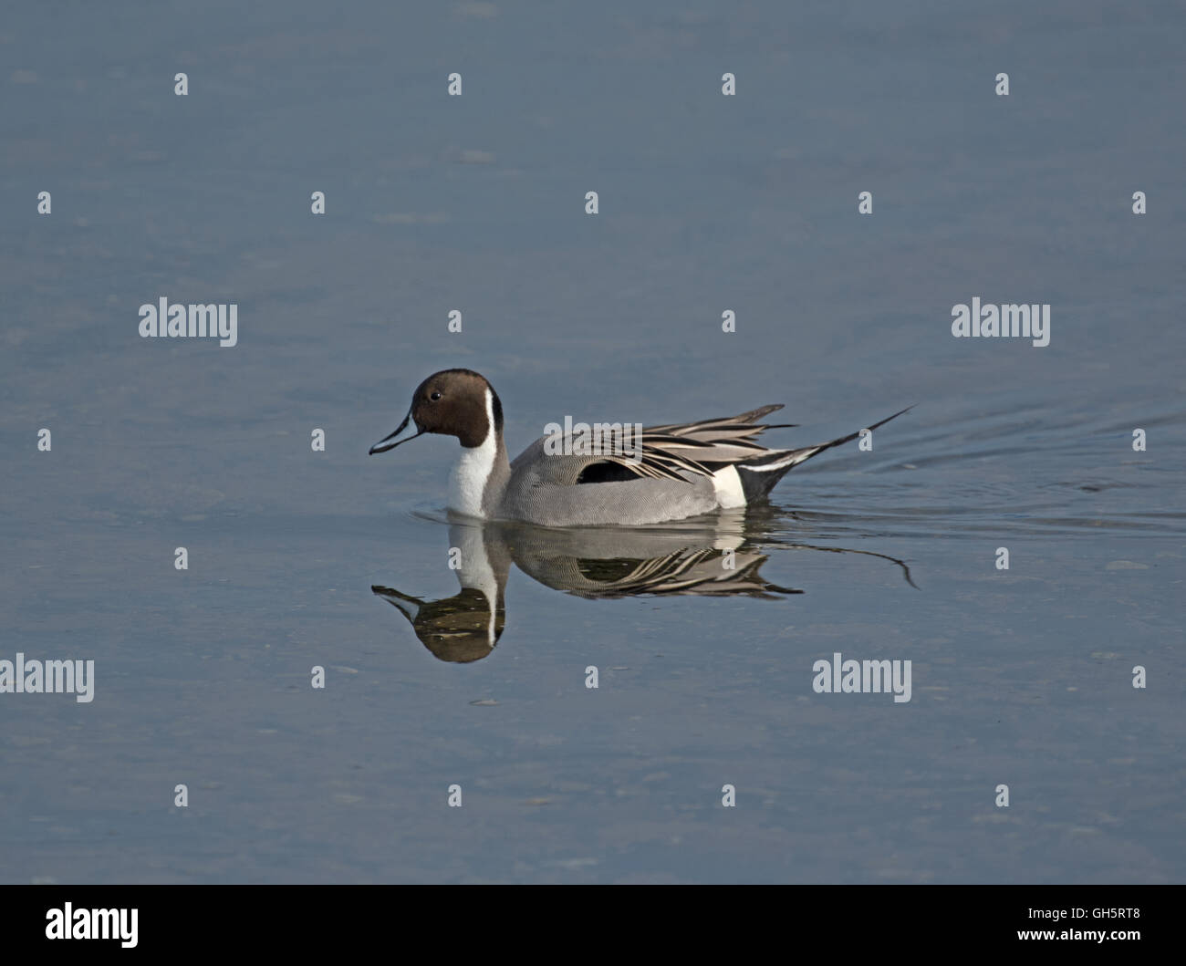 Mail Northern Pintail Duck on a full tide at Surfside Bay, Vancouver Island. Canada.  SCO 11,129. Stock Photo