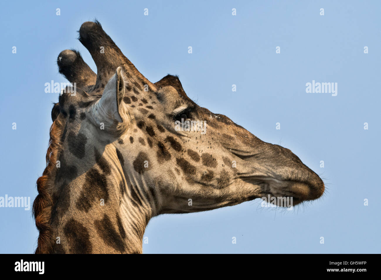 Tanzania Ngorongoro Conservation Area Masai Giraffe Giraffa Tanzania Ngorongoro Conservation Area Masai Giraffe Giraffa