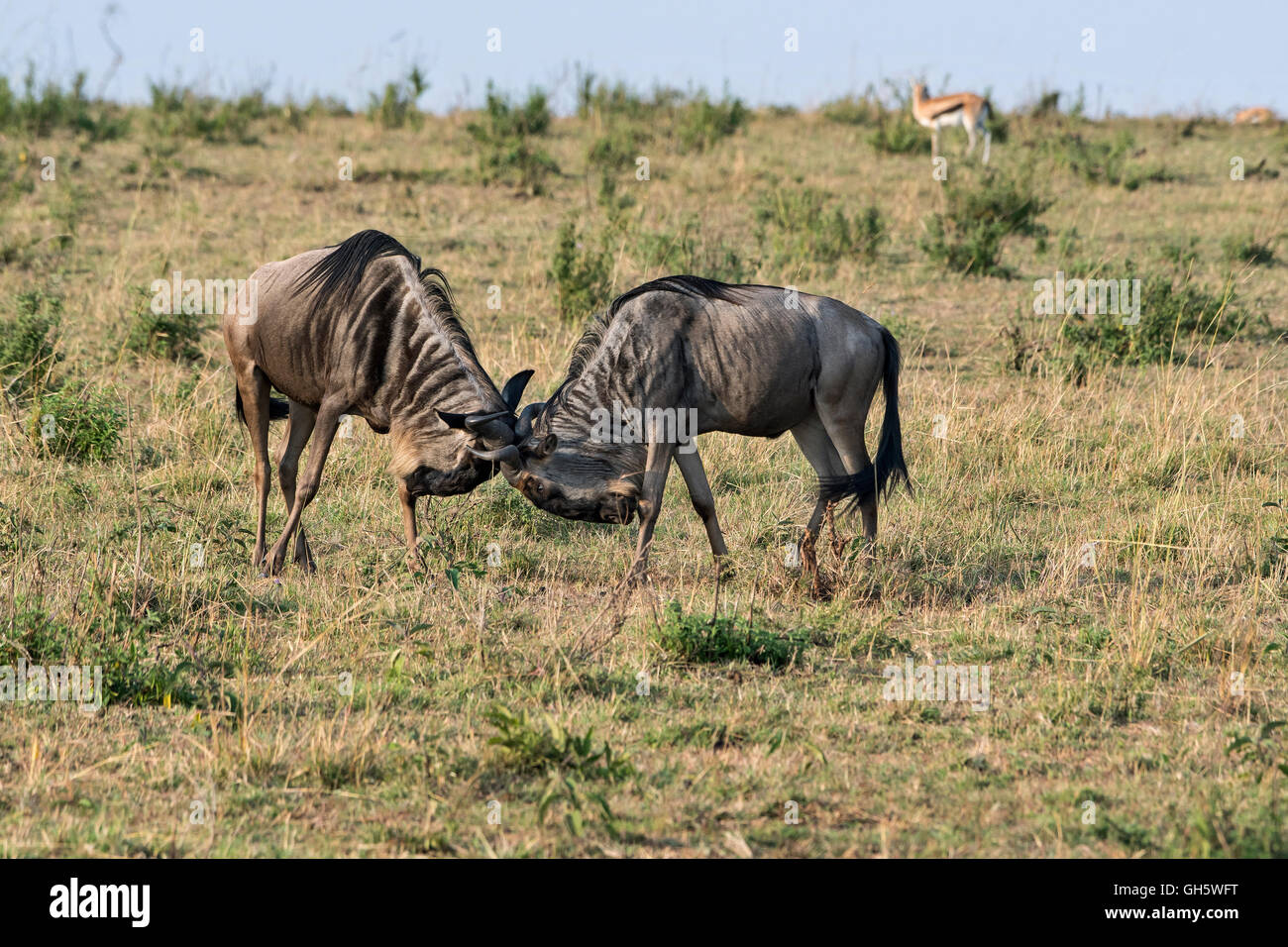 Tanzania, Ngorongoro Conservation Area, fighting Wildebeests, Connochaetes taurinus Stock Photo