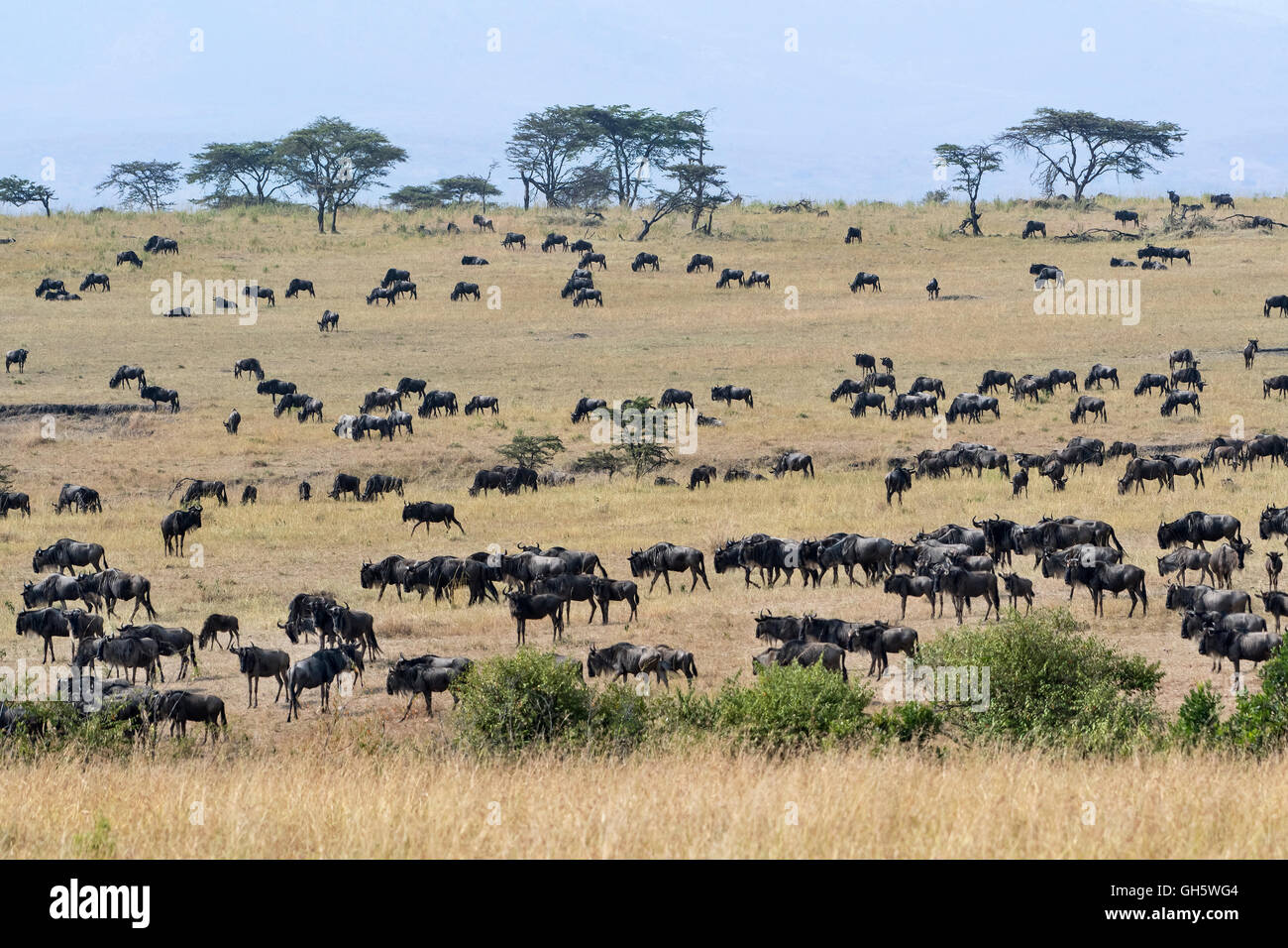 Tanzania, Serengeti NP, Wildebeests, Connochaetes taurinus Stock Photo