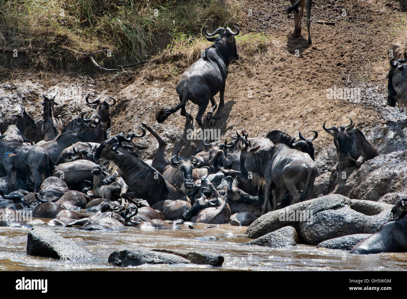Tanzania, Serengeti NP, Wildebeests, Connochaetes taurinus Stock Photo
