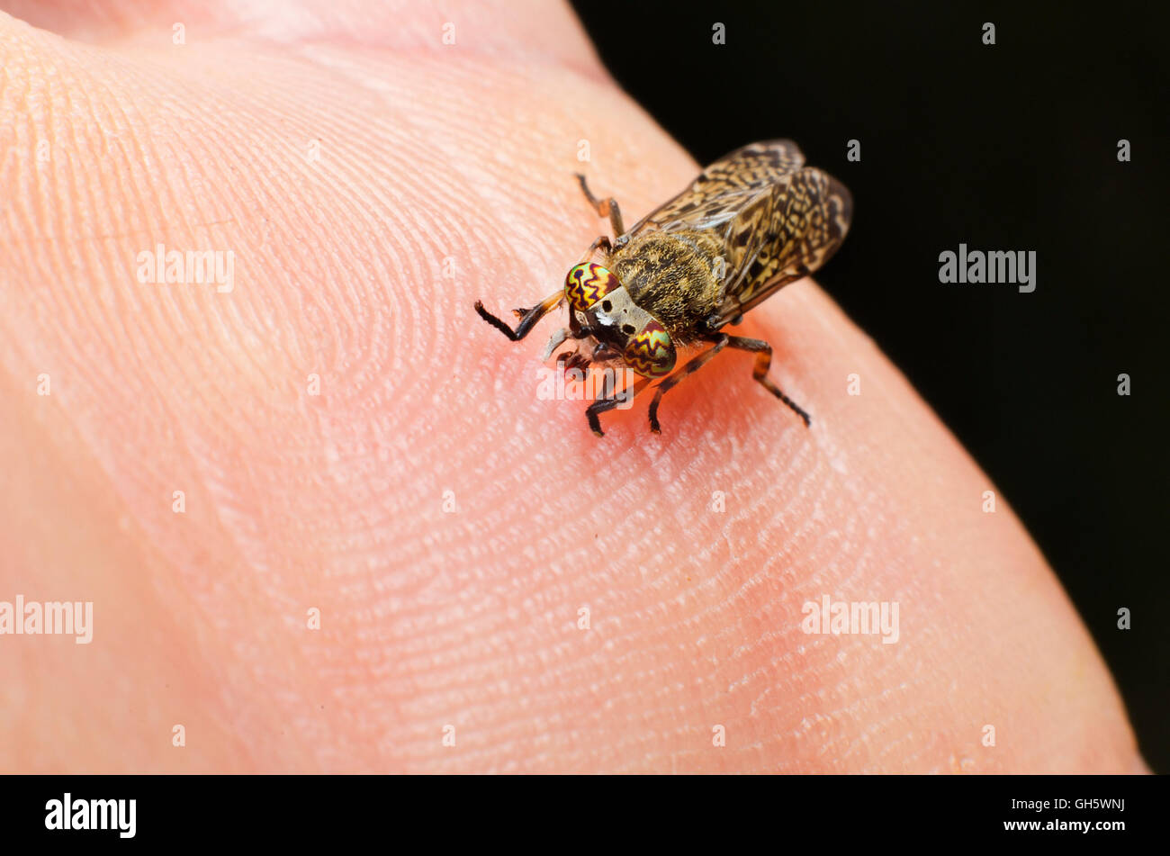A common horse fly,Grey fly or 'Notch-horned Cleg Fly', biting a human Stock Photo