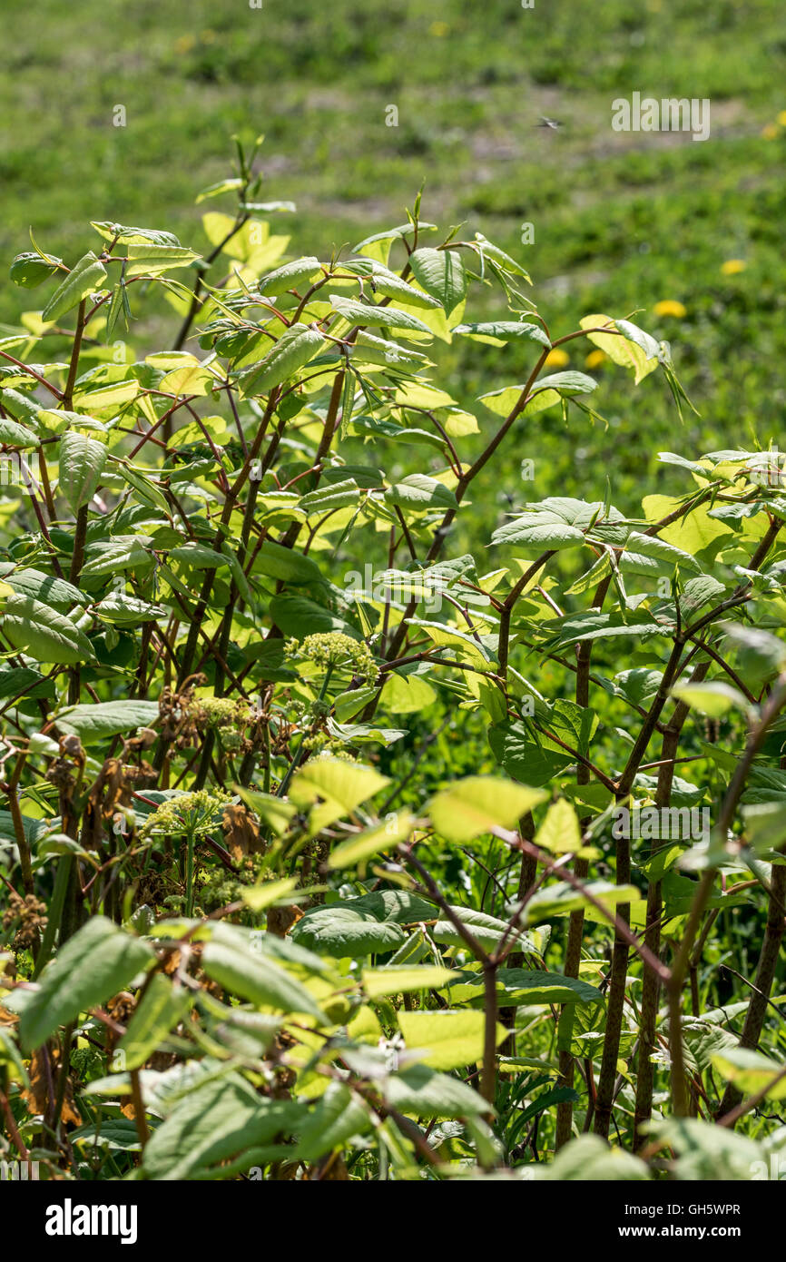 Japanese Knotweed Reynoutria japonica growing next to the North Wales cycle path at Llanddulas. Stock Photo