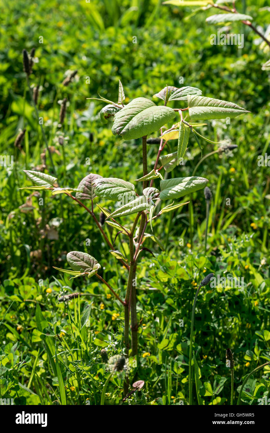 Japanese Knotweed Reynoutria japonica growing next to the North Wales cycle path at Llanddulas. Stock Photo