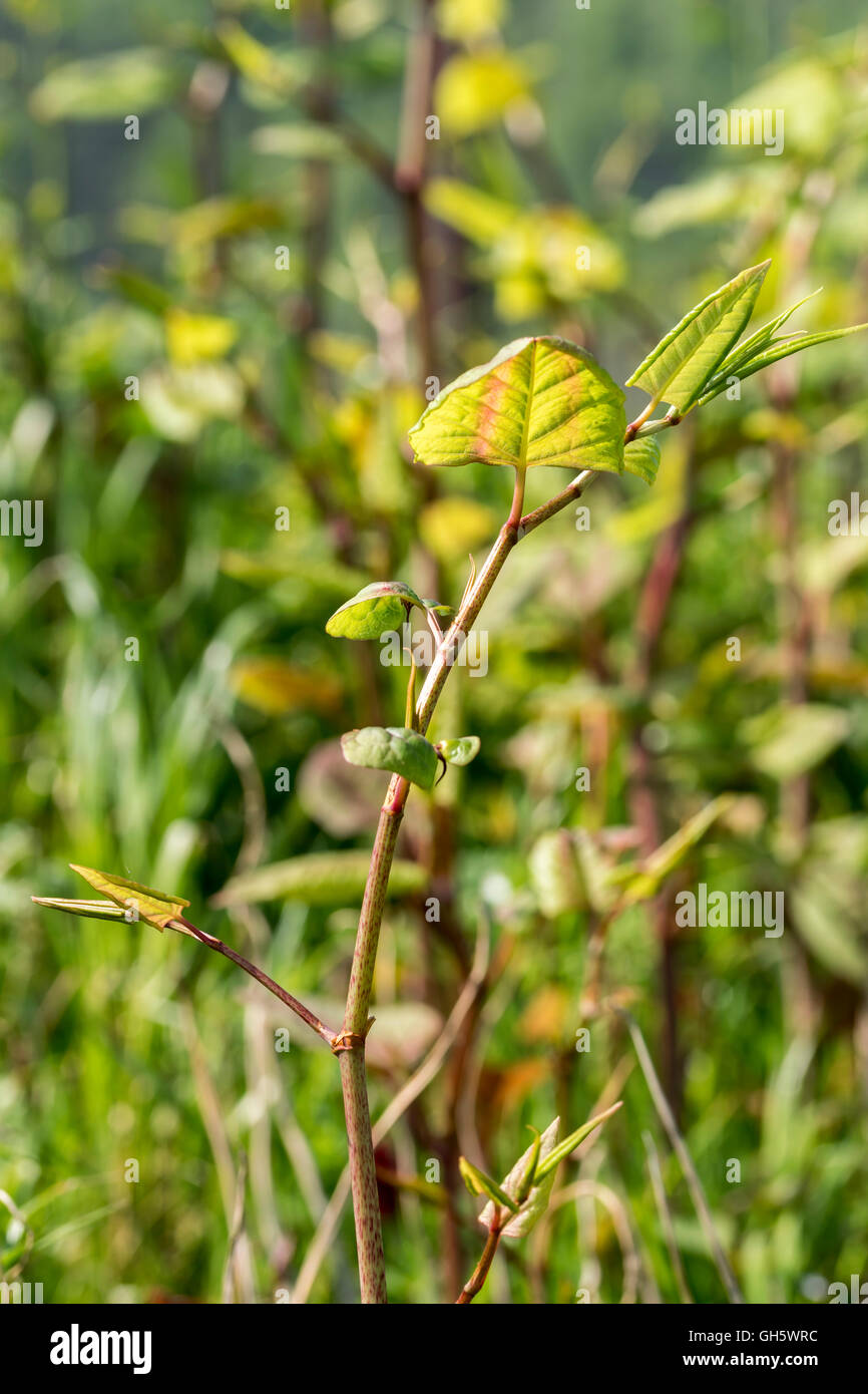 Japanese Knotweed Reynoutria Japonica Growing Next To The North Wales ...