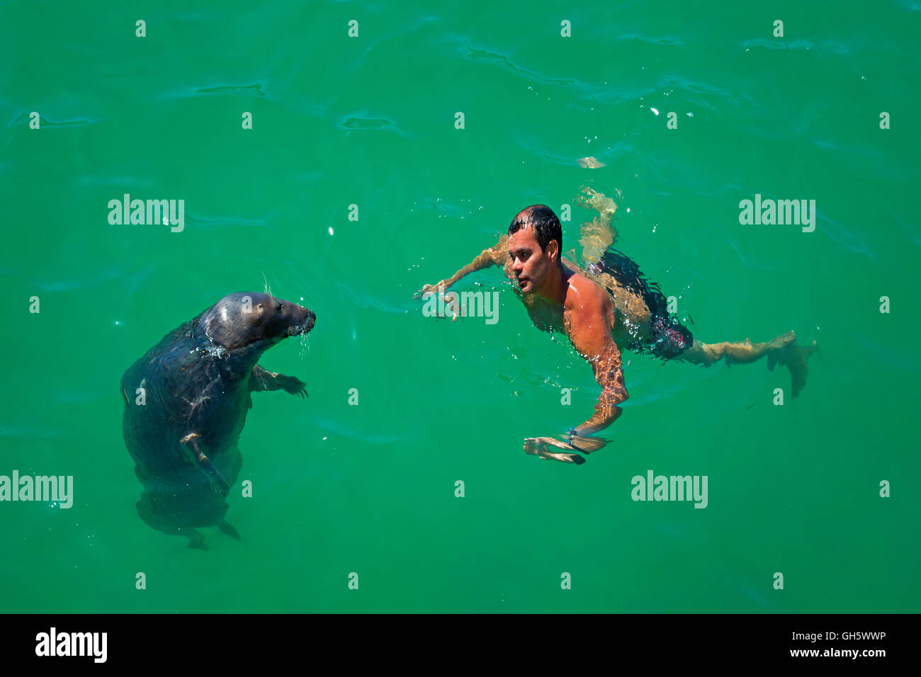 A man swimming with a seal Stock Photo
