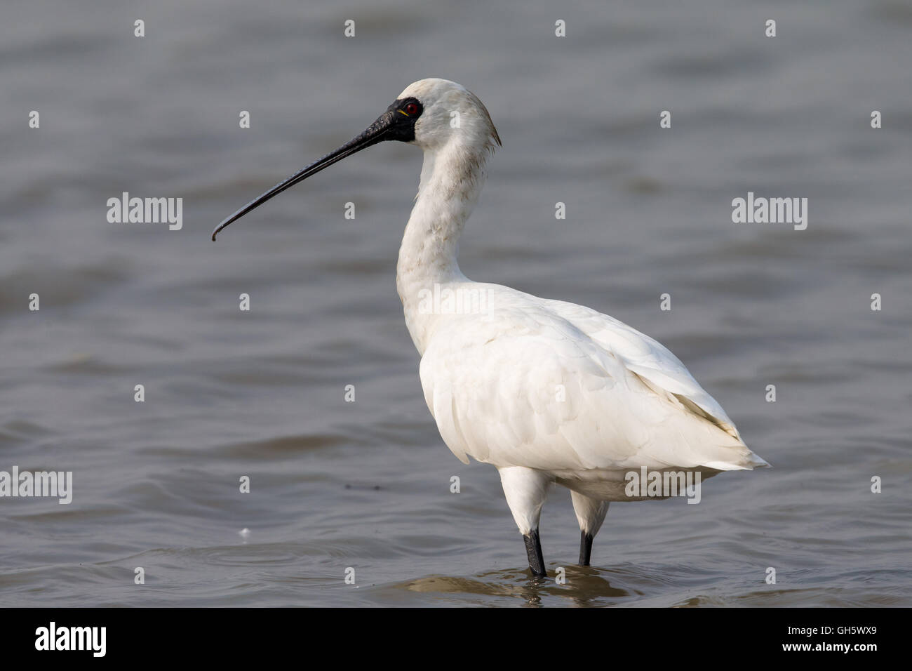 Blackfaced Spoonbill (Platalea minor) standing in water Stock Photo