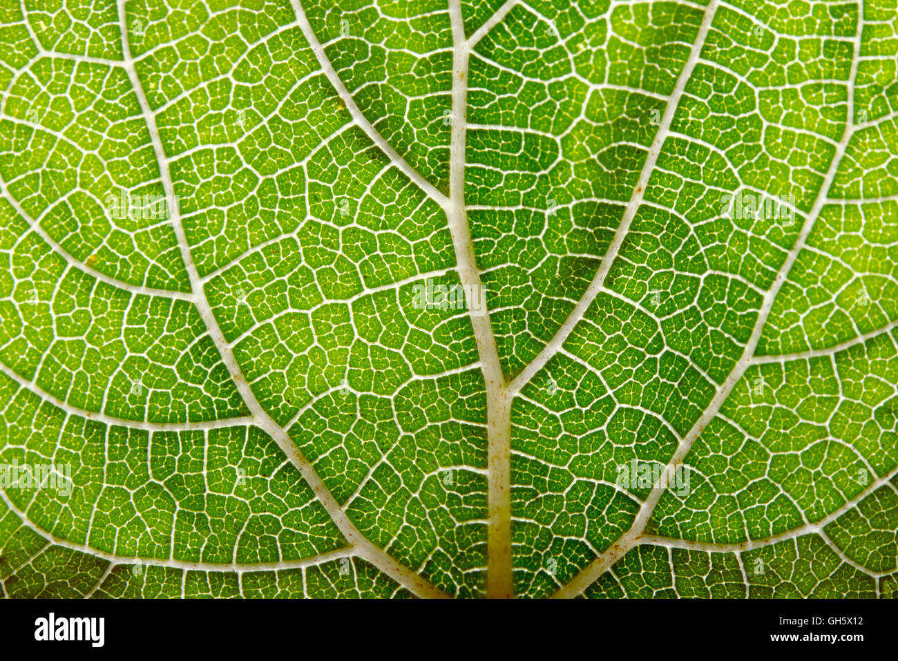 Leaf abstract background texture with veins Stock Photo