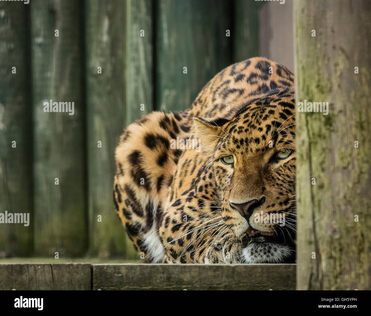 North Chinese leopard big cat at the Wildlife Heritage Foundation big