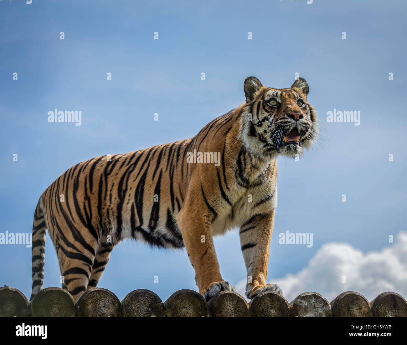 My Image 25