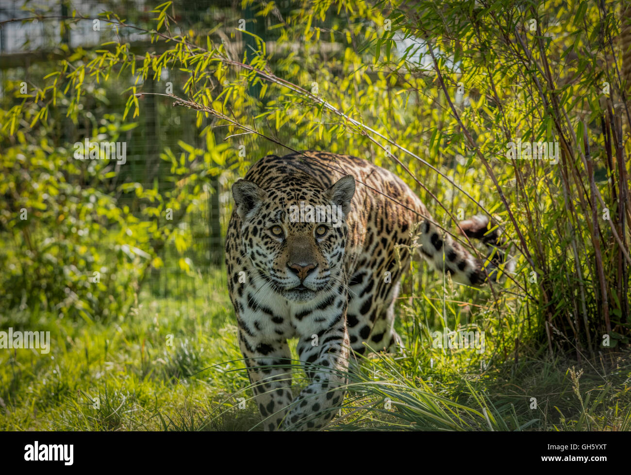 An amur leopard big cat at the Wildlife Heritage Foundation breeding