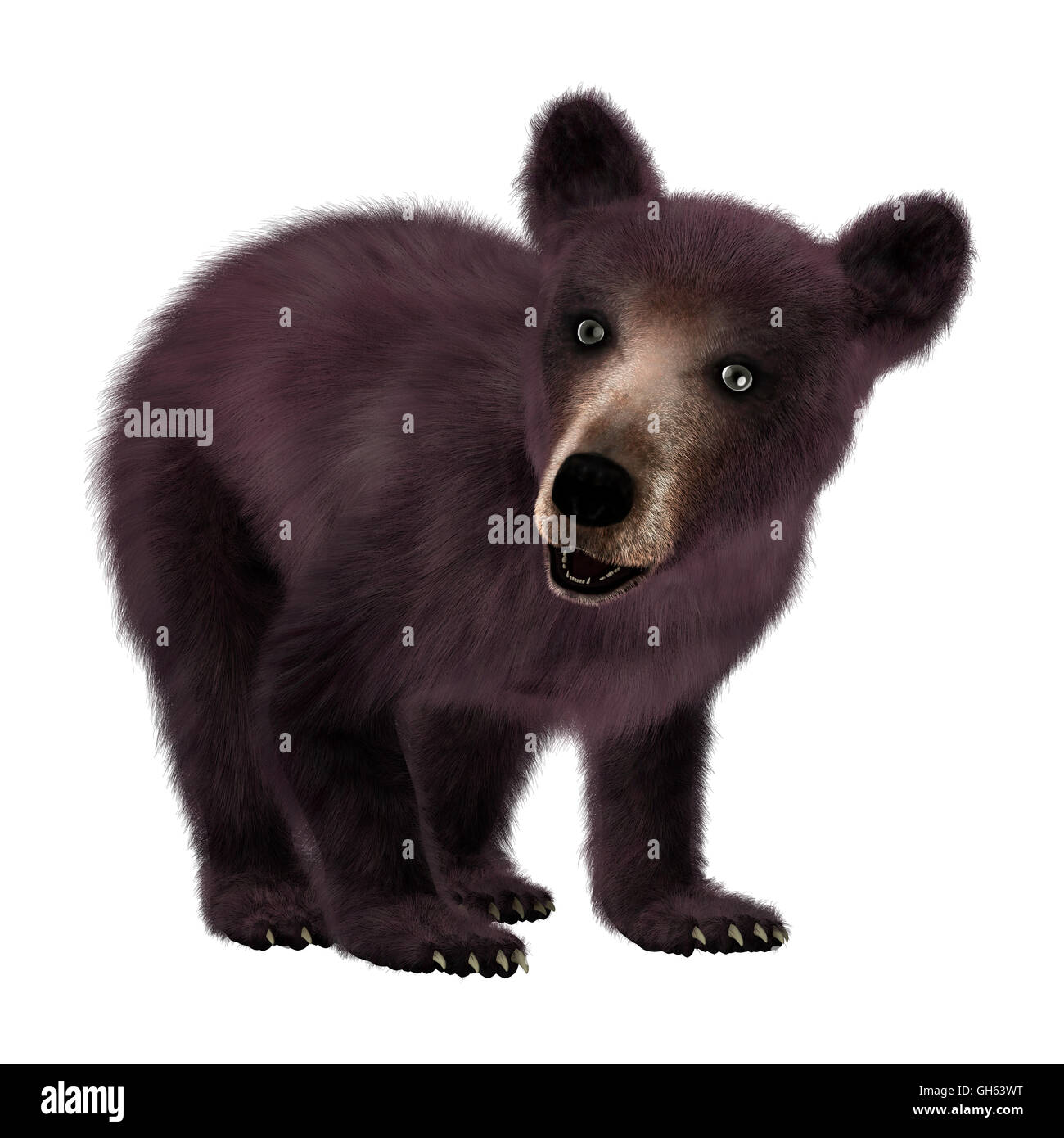 3D rendering of a black bear cub isolated on white background Stock ...