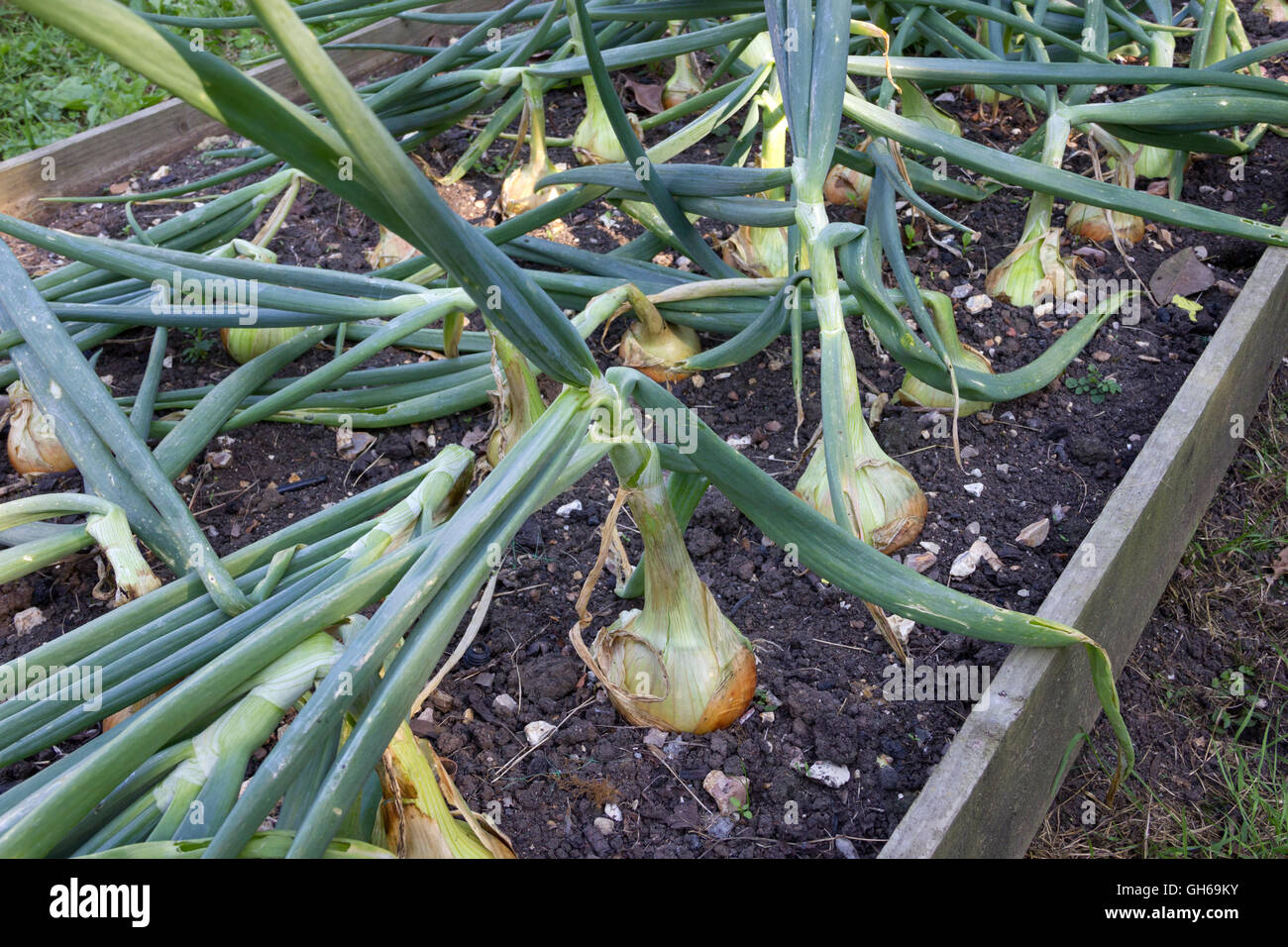Ripening organic Onions in a raised bed Stock Photo Alamy