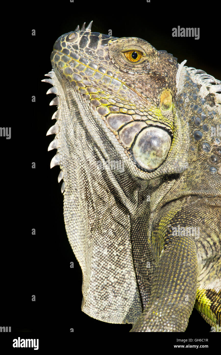 An iguana appears menacing. Stock Photo