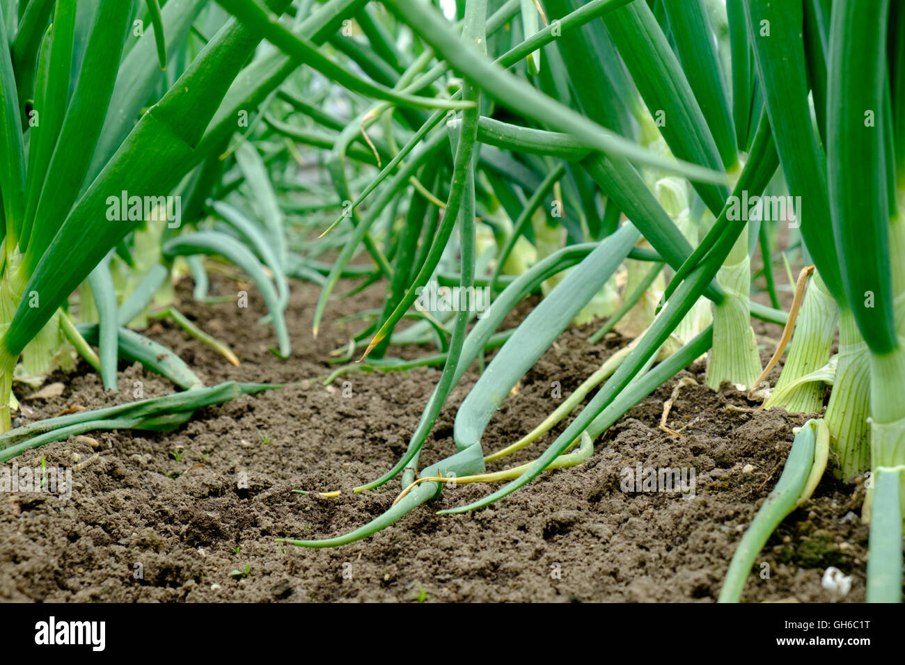 Onions on allotment ready for harvest Stock Photo Alamy