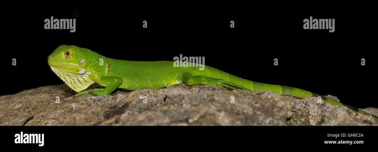 Green iguana on a rock Stock Photo