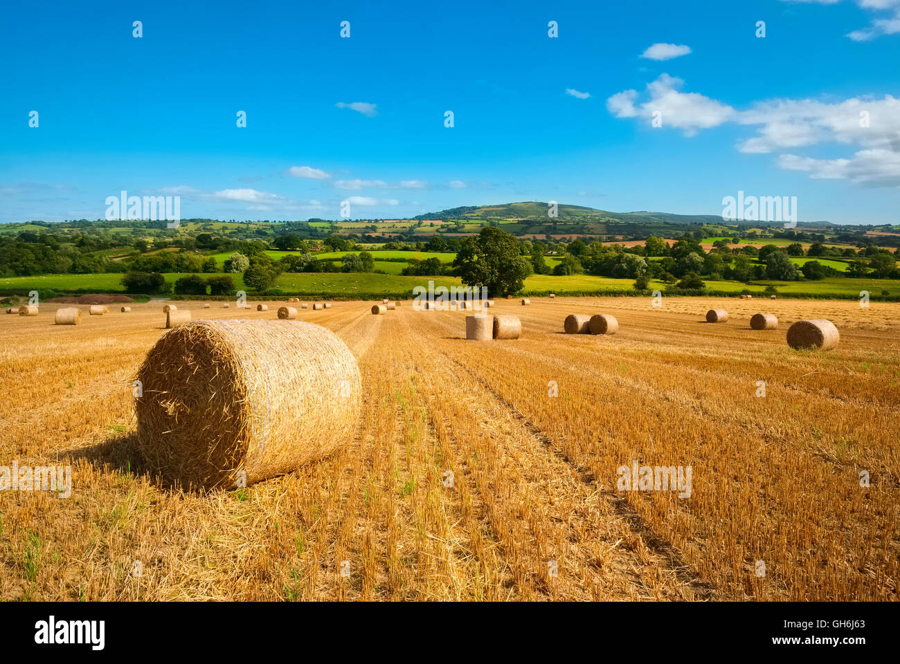 A field of hay bales in Corvedale, South Shropshire, near Brown Clee Hill, England,UK Stock Photo