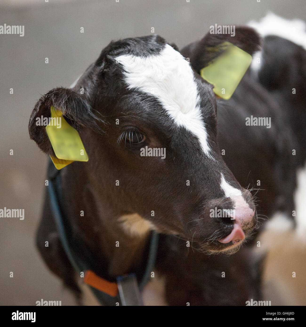 black and white calf stands in straw of barn Stock Photo - Alamy
