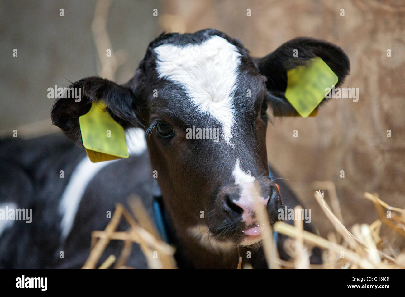 black and white calf in straw of barn Stock Photo - Alamy