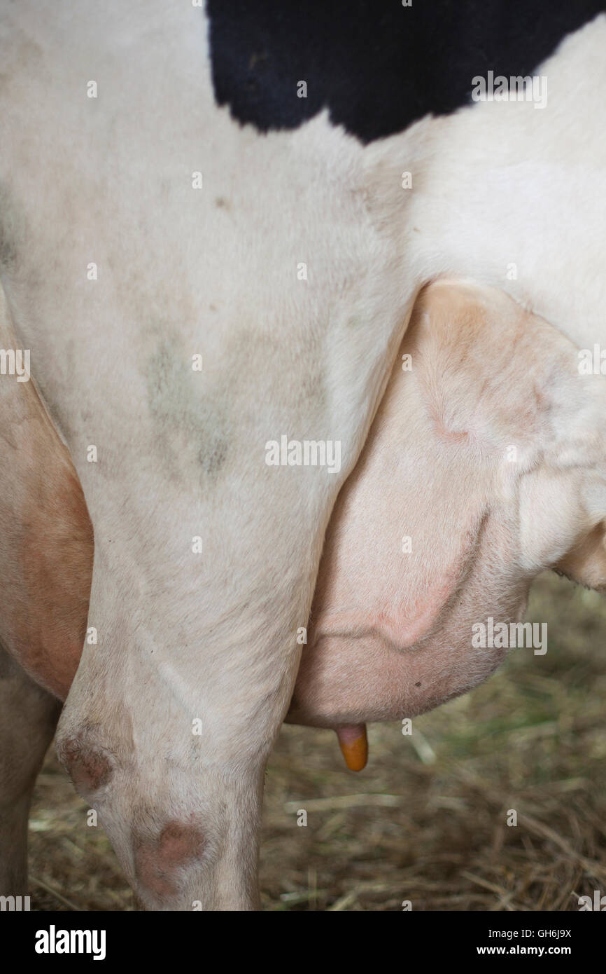 laqrge udder of black and white cow inside stable Stock Photo