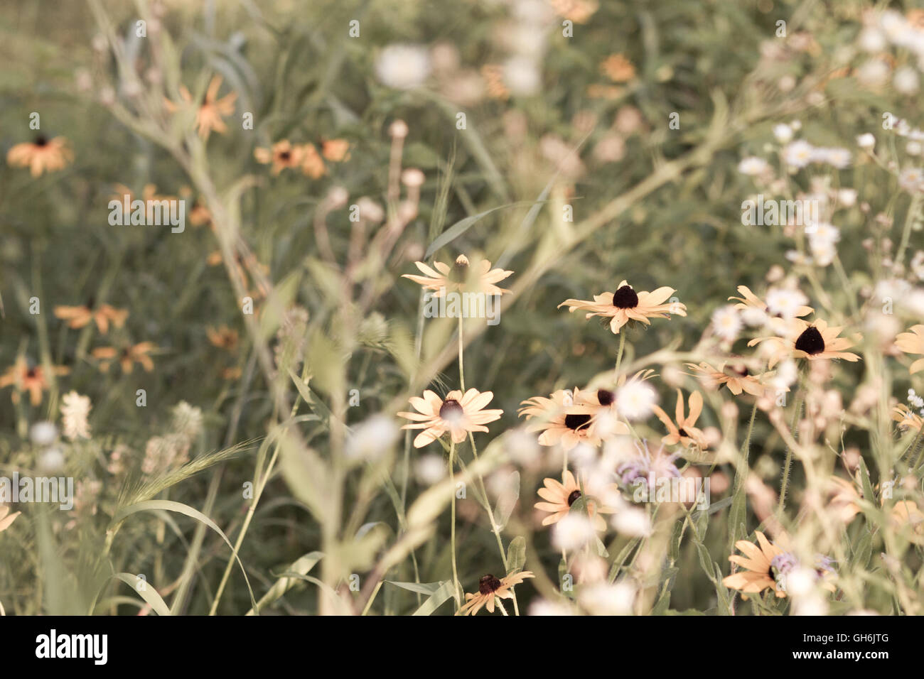 Rustic field of native wildflowers growing in a prairie Stock Photo