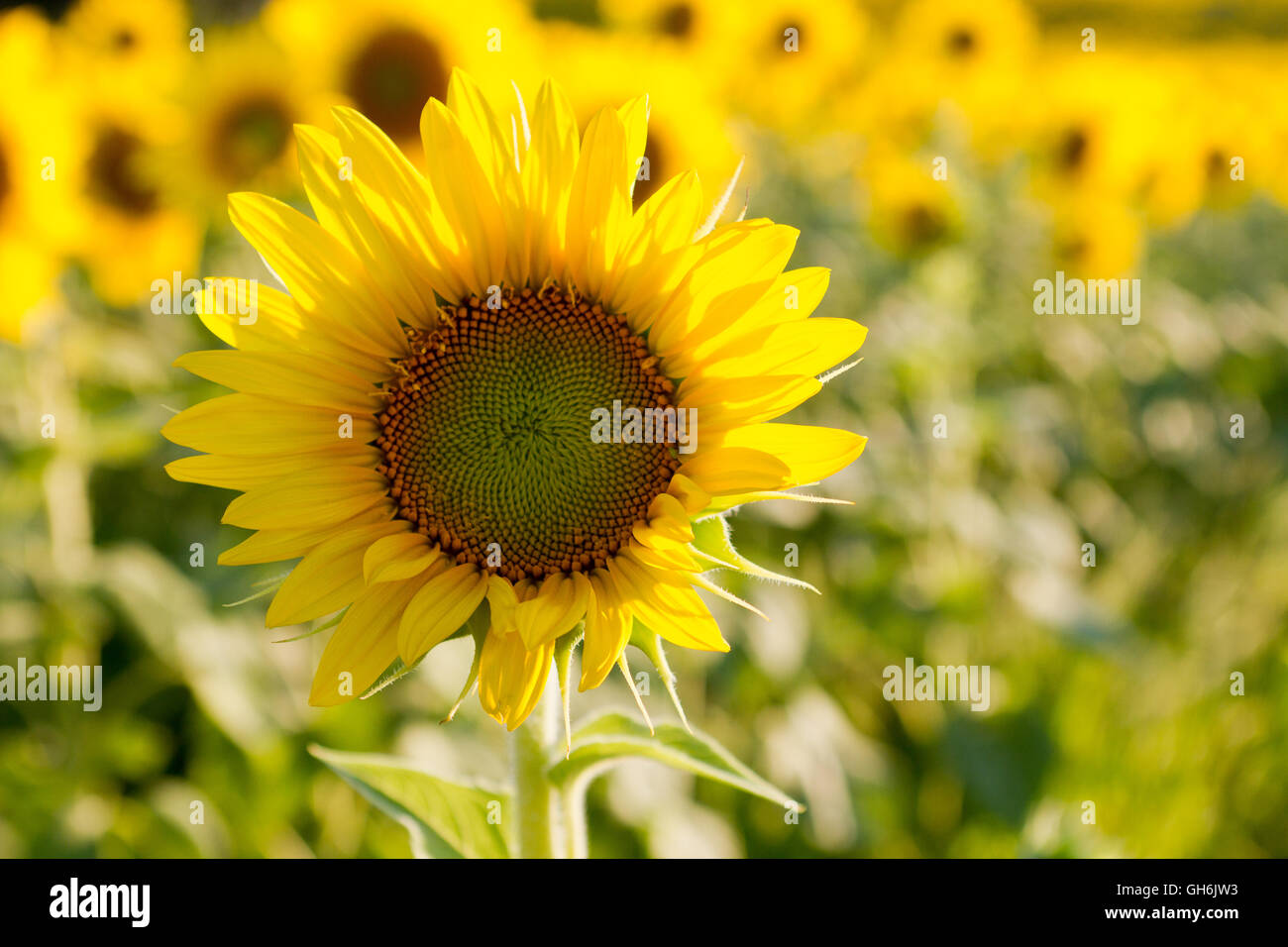 Sunflower brightly and cheerfully looks up in a field of sunflowers in the late summer evening sunlight Stock Photo