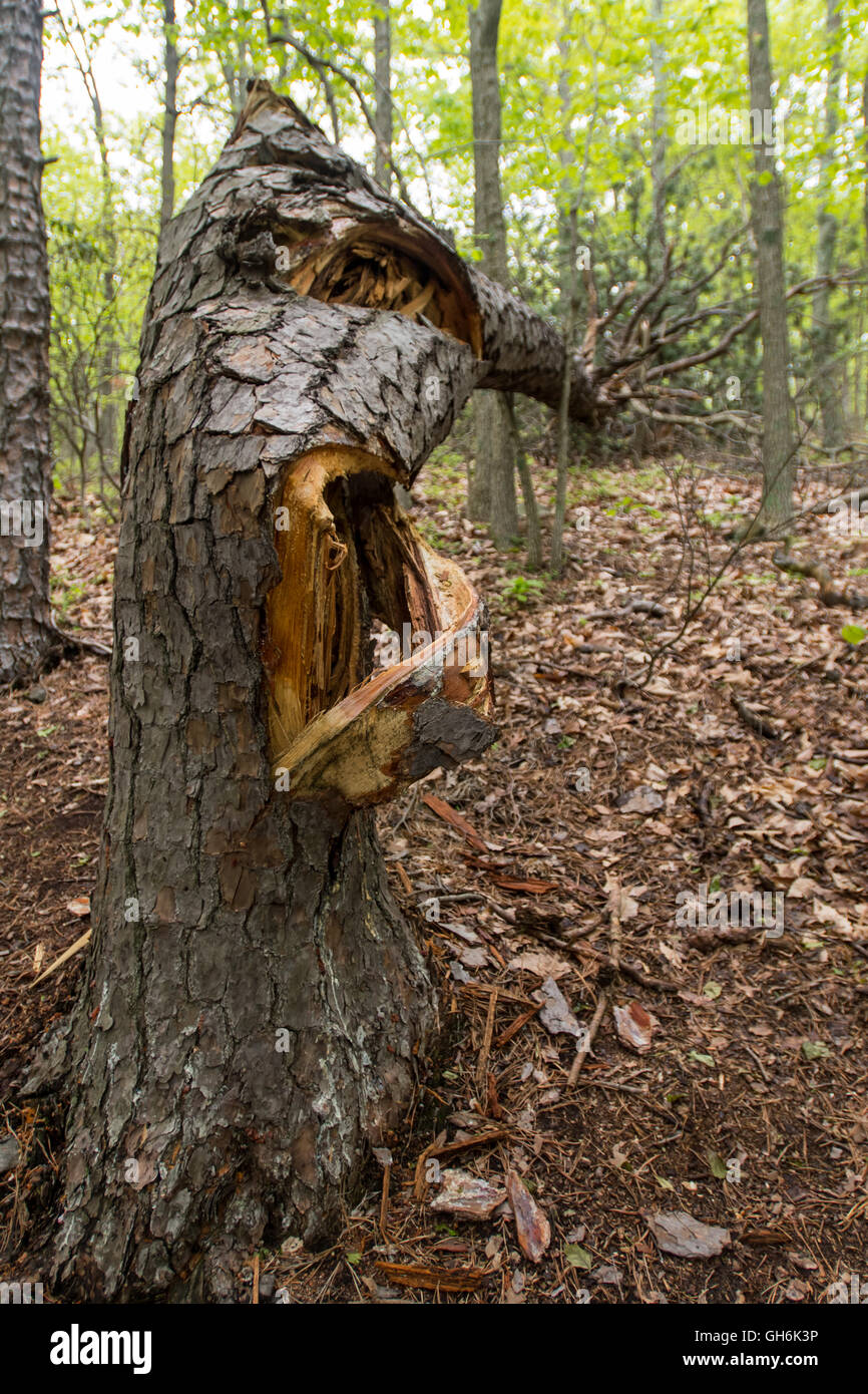 Tree Cracked from Extreme Weather in early summer forest Stock Photo