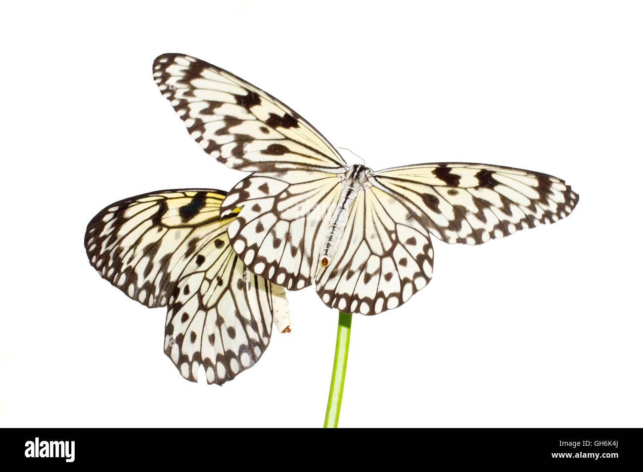 Two Paper Kite Butterflies Stock Photo Alamy