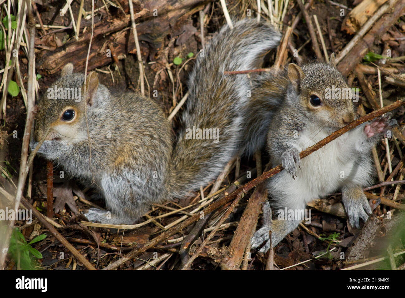 Young Grey Squirrels Stock Photo Alamy