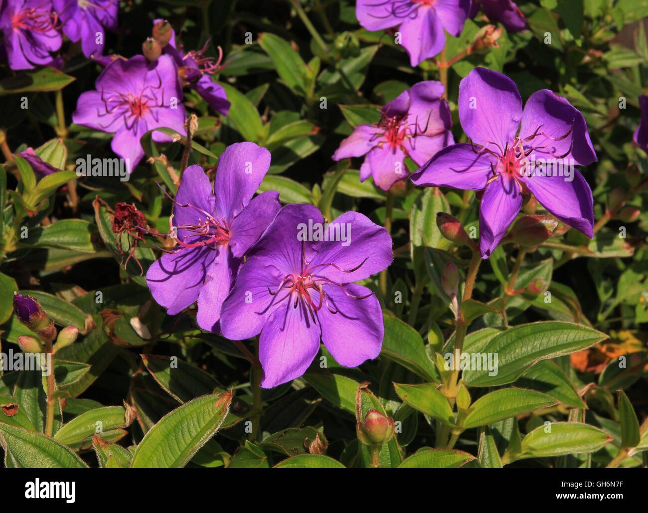 Glory bush, bush with beautiful purple flowers. Stock Photo