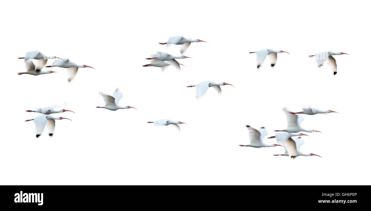 Flock of white ibises Stock Photo
