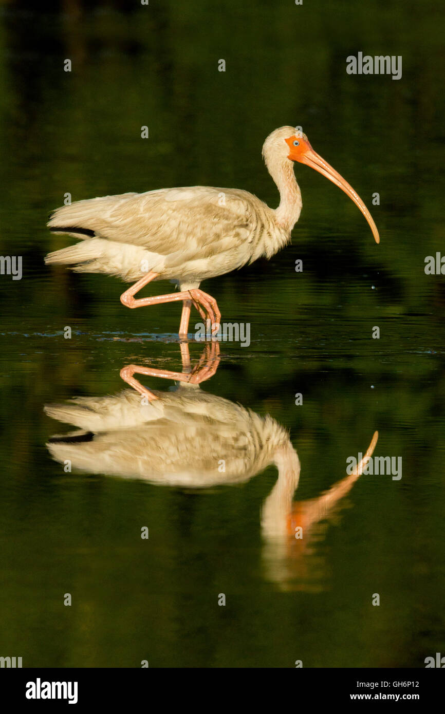Reflecting white ibis Stock Photo
