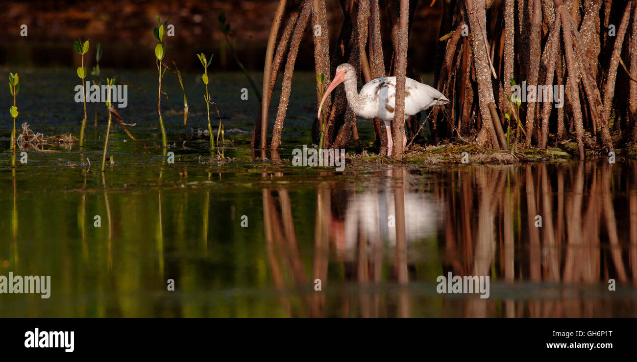 White ibis in the mangroves Stock Photo