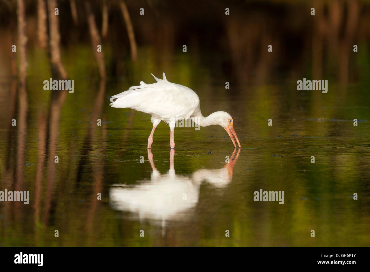 White ibis wading Stock Photo