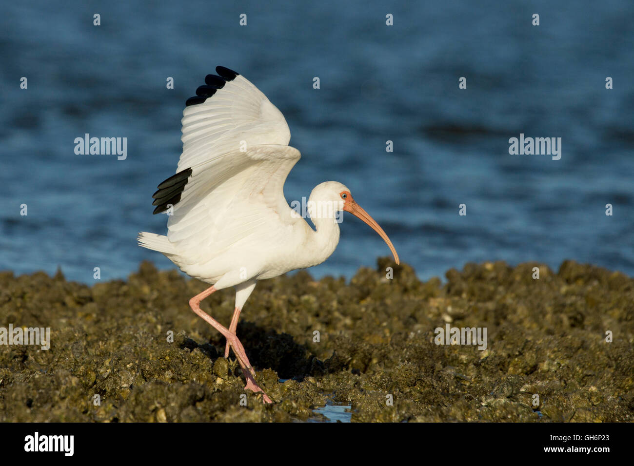 A white ibis on Chokoloskee Bay Stock Photo