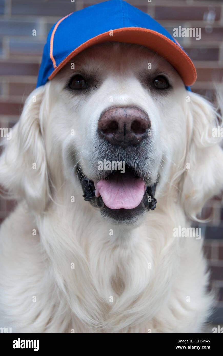 Re&Tro Men Women Dog Alphabet-1 Adjustable Jeans Baseball Cap Outdoor Sports Hat