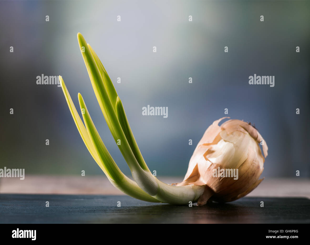 BlackSprut Onion  Севастополь