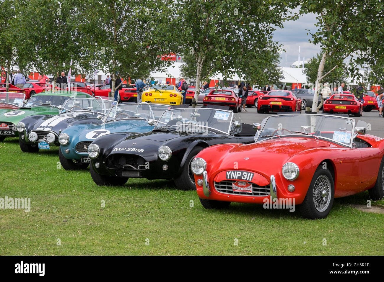AC Cobra sports cars lined up at 2016 Silverstone Classic event, England, UK Stock Photo