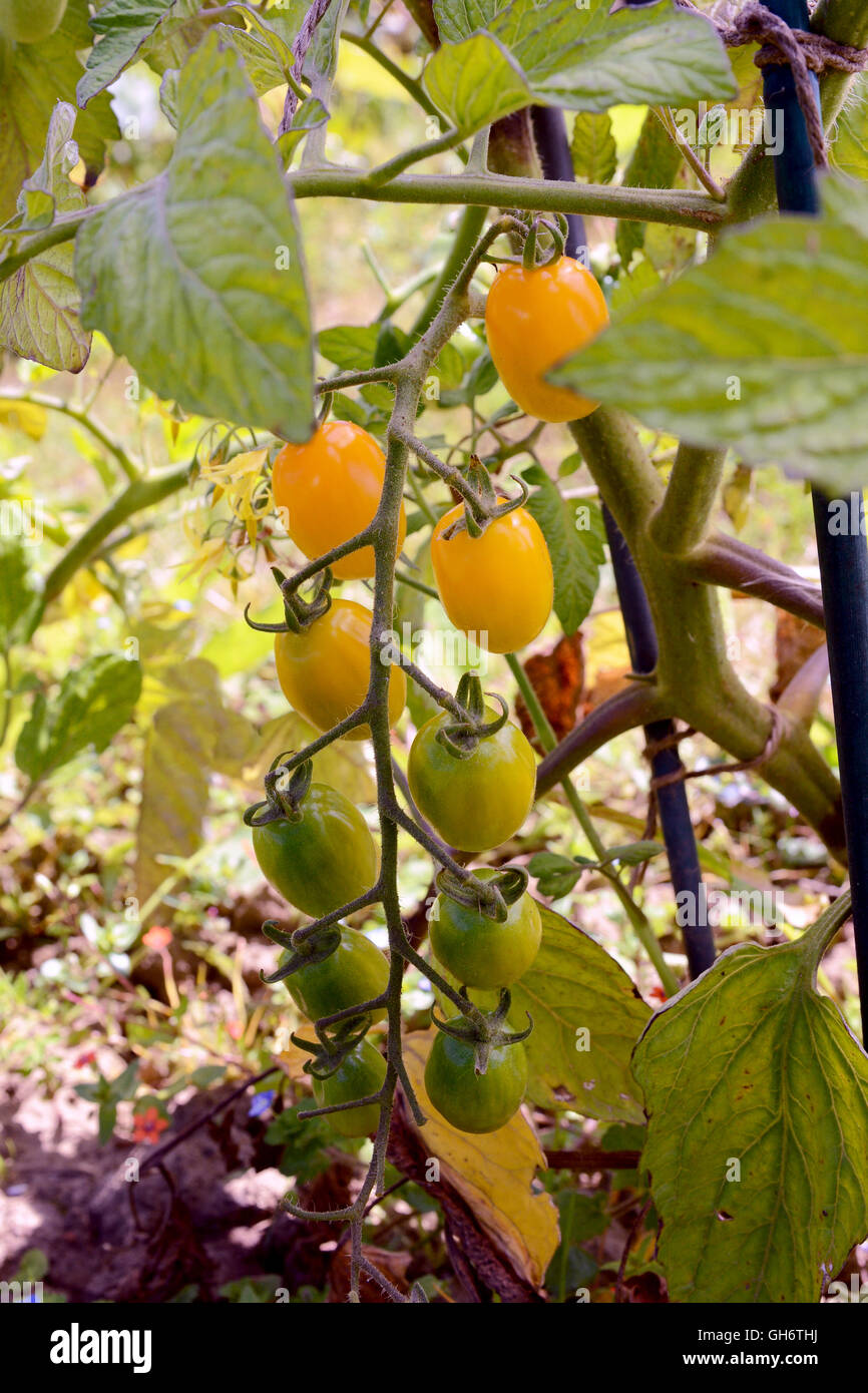 Yellow plum tomatoes ripening on the vine in a vegetable garden Stock Photo