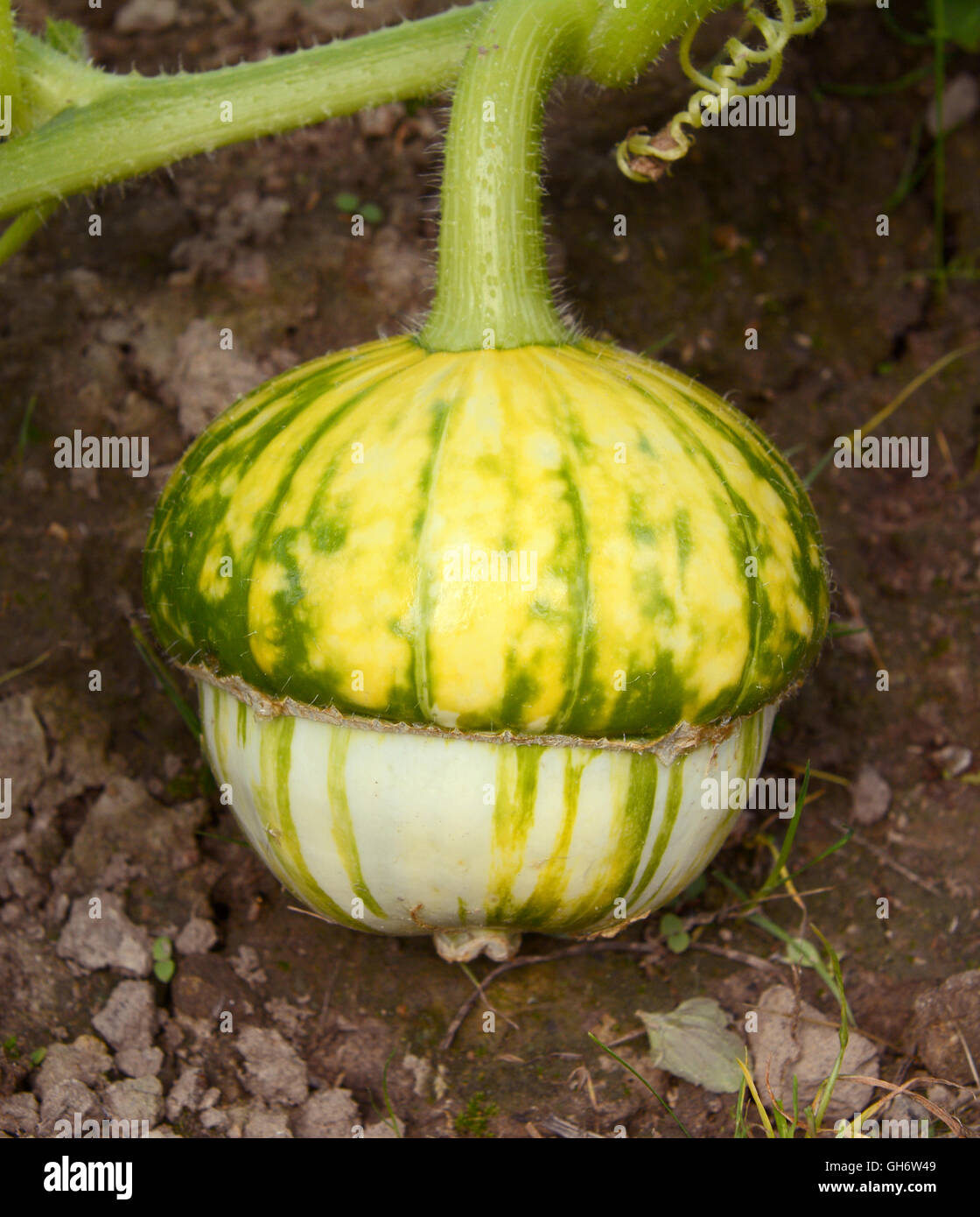 Turks turban squash developing on the vine, growing along the ground Stock Photo