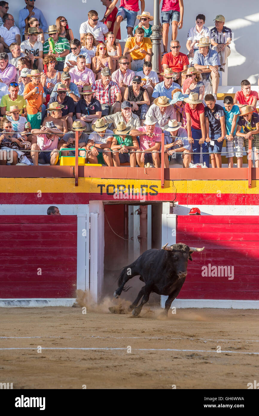 Sabiote, Spain - August 23, 2014: Capture of the figure of a brave bull in a bullfight going out of bullpens, Sabiote, Spain Stock Photo