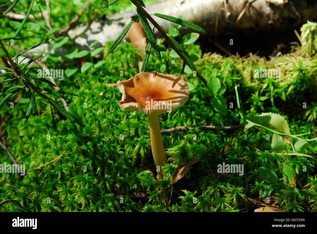 Leafy summer green trees hi-res stock photography and images - Alamy