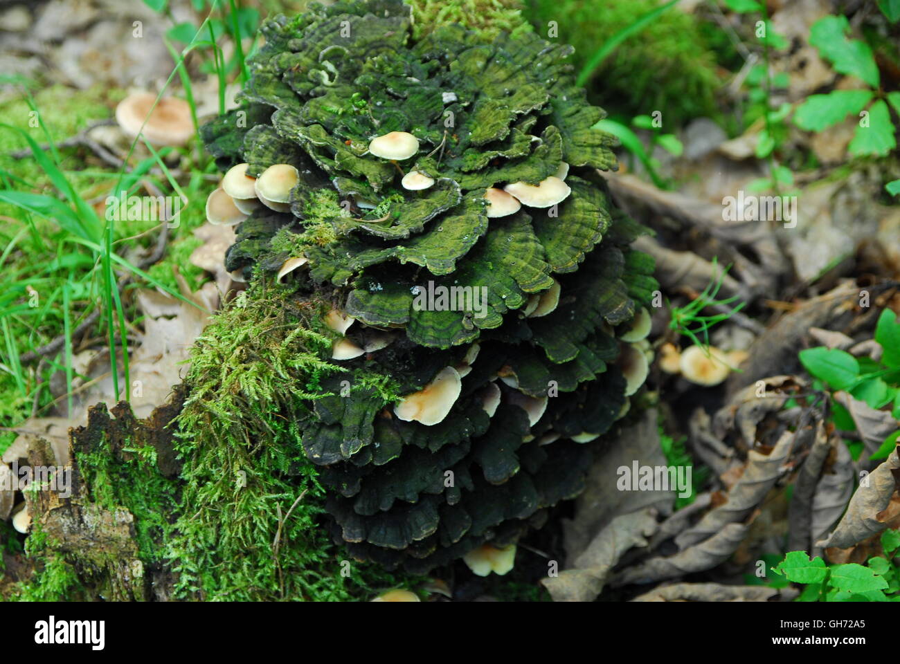 Fungus on a tree, heterobasidion annosum, green grass Stock Photo