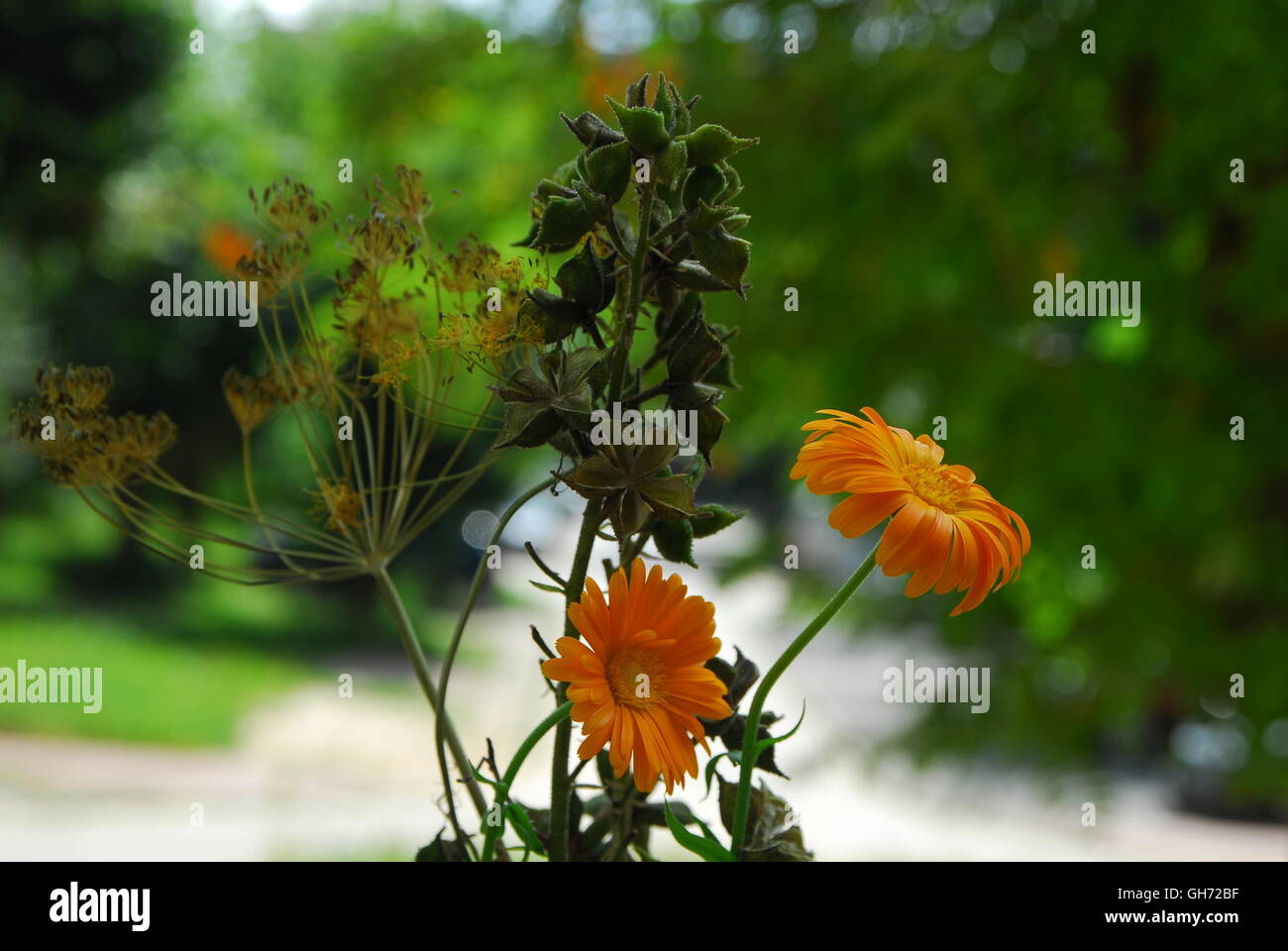 Burning bush, seed capsule, dictamnus albus Stock Photo Alamy