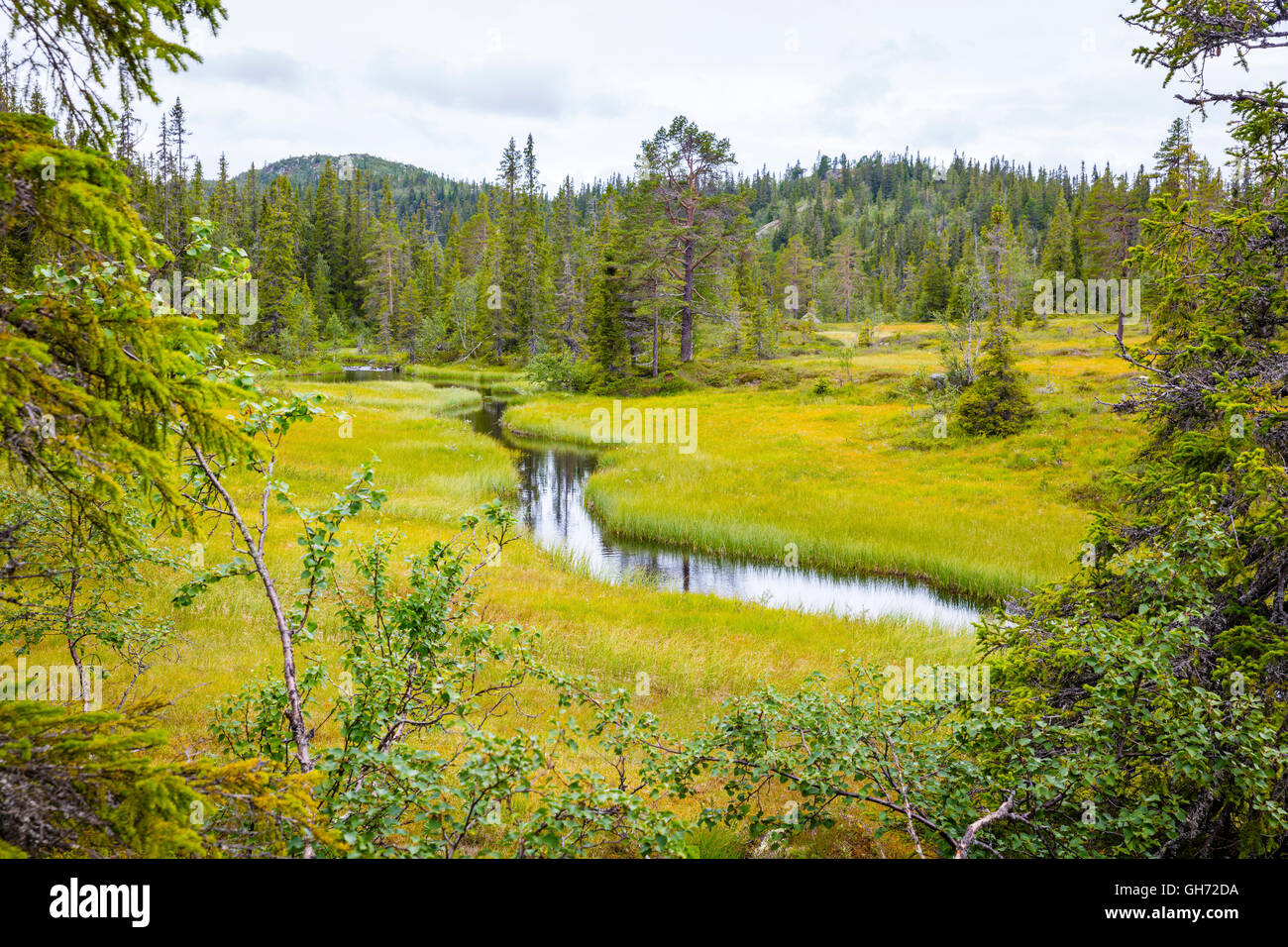 Wild and untouched forest in the high moutains of Norway Stock Photo