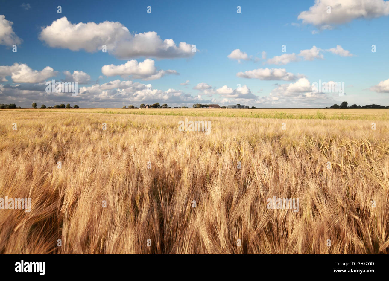 Blue sky golden field hi-res stock photography and images - Alamy