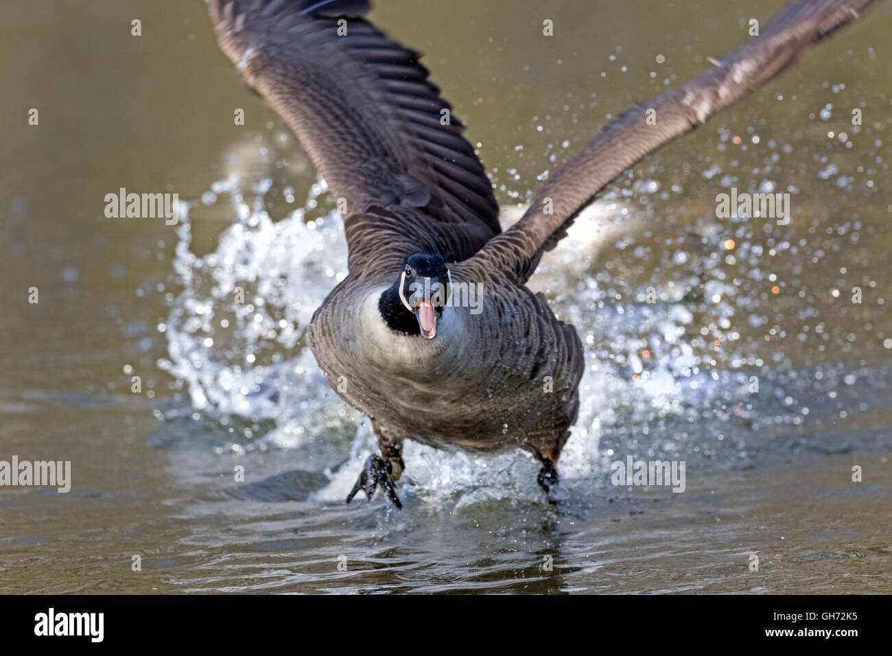 Ganso do canada hi res stock photography and images Alamy