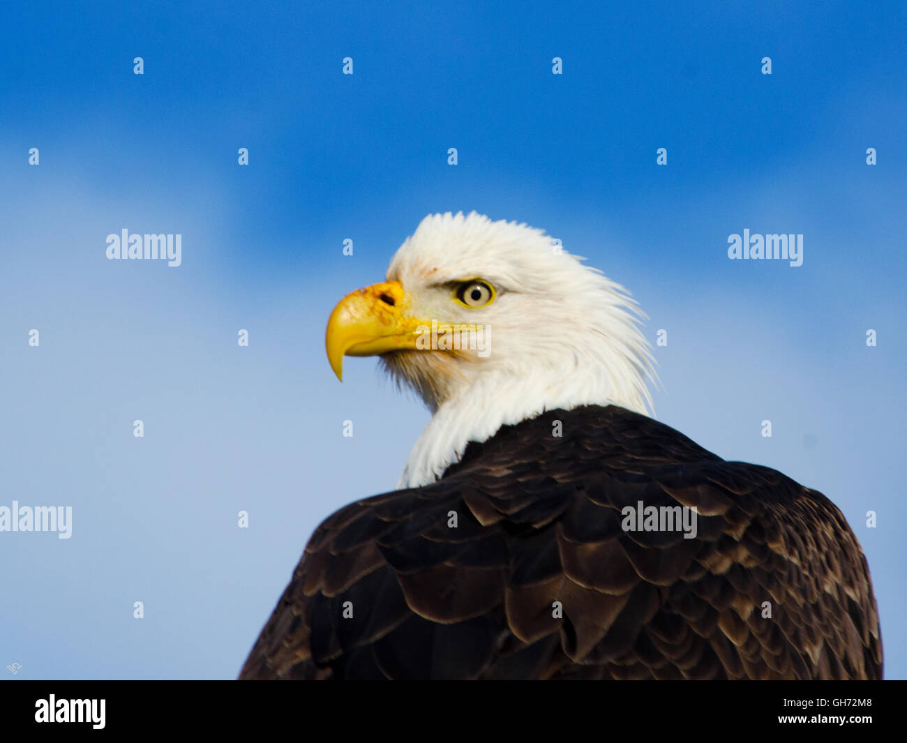 Bald Eagle stares directly at the camera with a bright blue sky behind