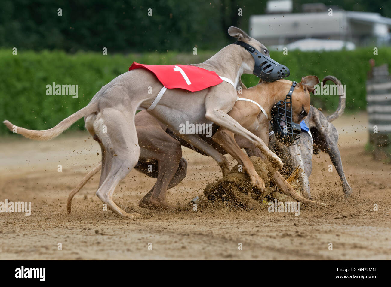 Greyhound racing, Hamburg, Germany, Europe Stock Photo - Alamy