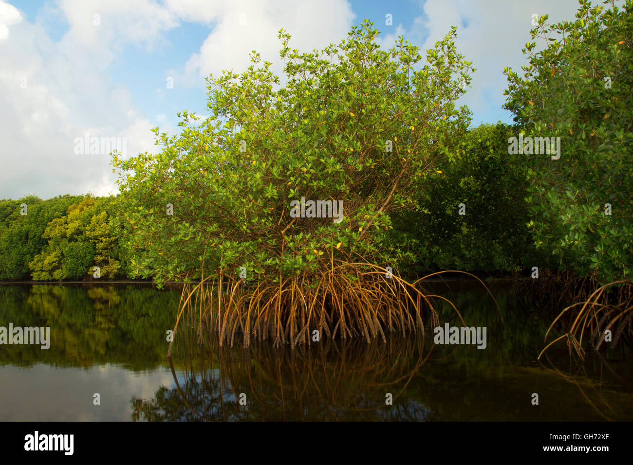 Mangrove shoreline of Biscayne Bay Stock Photo